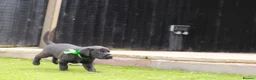 Labrador Retriever dogs for sale: KC registered stunning black labradors  in Heywood - Advert 14