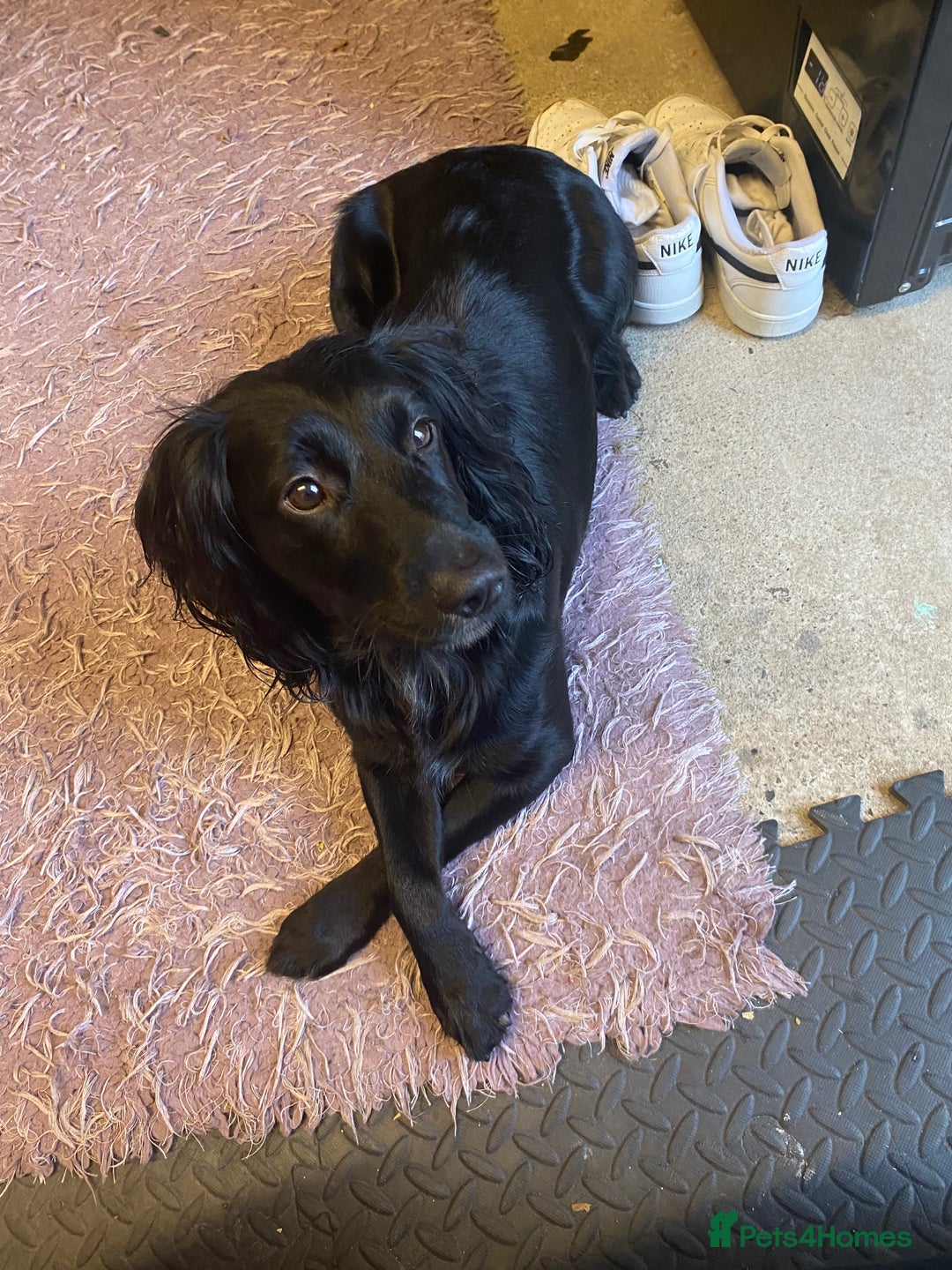 Cocker Spaniel dogs for sale: Working cocker spaniels - Image 16