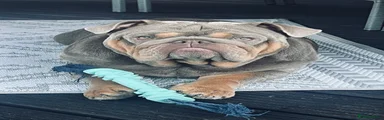 English Bulldog 1