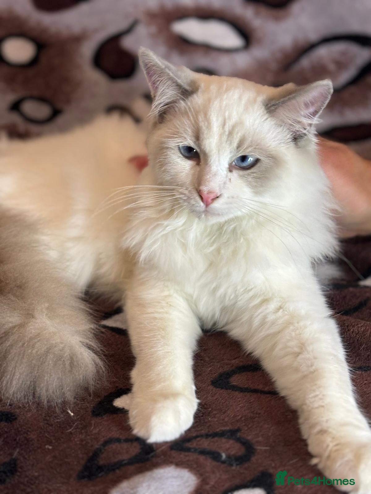 Ragdoll cats for sale: 3 boys left Ragdoll kittens  - Advert 18