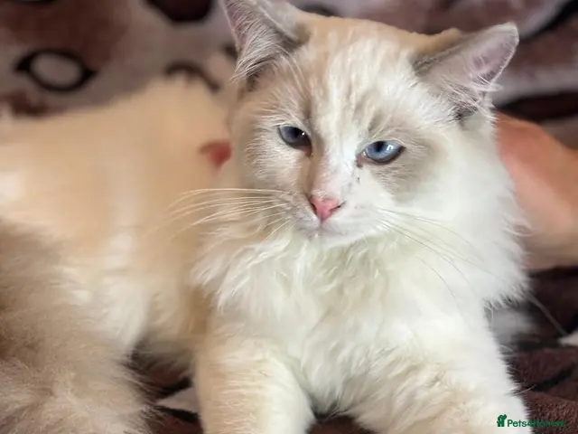 Ragdoll cats for sale: 3 boys left Ragdoll kittens - Advert 18