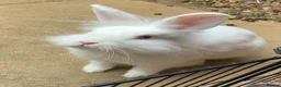 Lionhead rabbits for sale: Two Lion Head Crosses - Advert 4