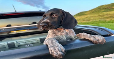 German Wirehaired Pointer dogs in Campbeltown - Advert 4