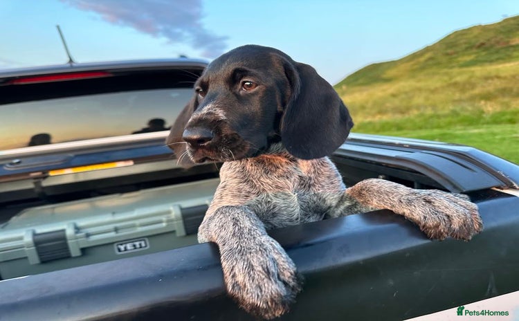 German Wirehaired Pointer dogs in Campbeltown - Advert 1