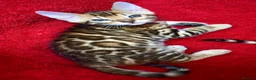 Bengal cats for sale: Beautiful Bengal kittens - Advert 7