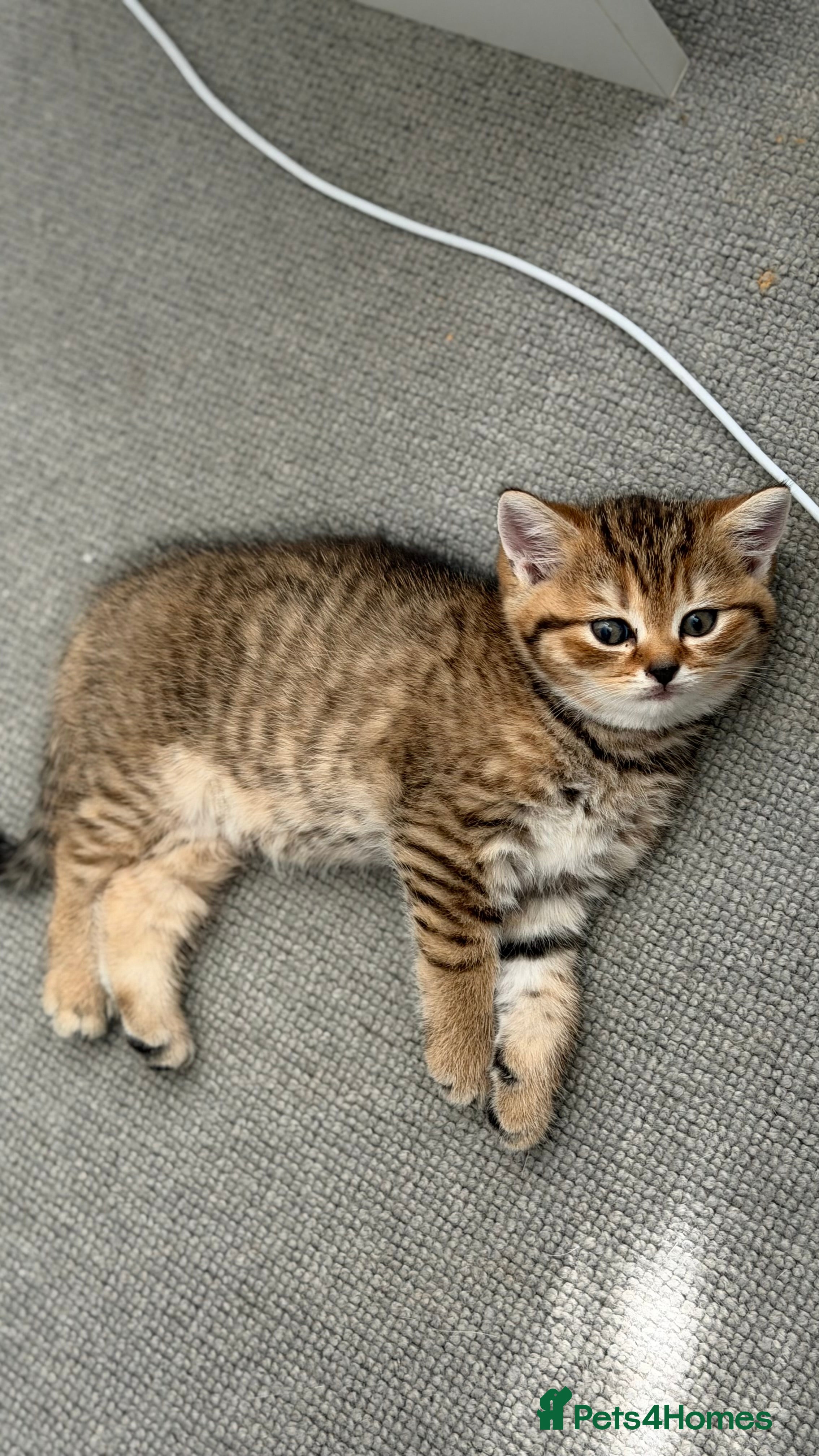 Scottish Fold cats Gorgeous stripped Scottish straight kittens - Advert 7