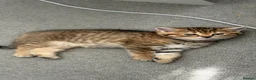 Scottish Fold cats for sale: Gorgeous stripped Scottish straight kittens - Advert 3