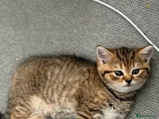 Scottish Fold cats Gorgeous stripped Scottish straight kittens - Advert 7