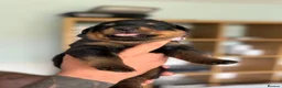 Rottweiler dogs for sale: Stunning Rottweiler Puppies  - Advert 18
