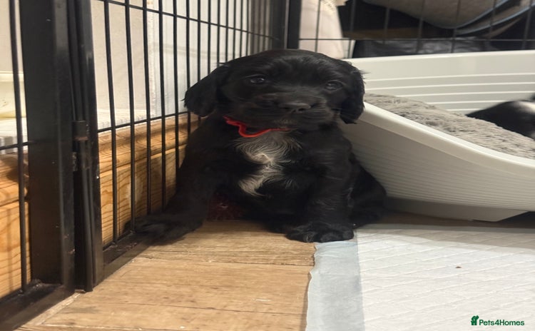 Cocker Spaniel dogs Working Cocker Spaniels - 3 Males Available  - Advert 3