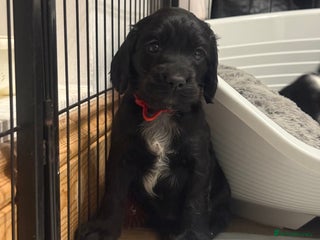 Cocker Spaniel dogs Working Cocker Spaniels - 3 Males Available - Advert 10