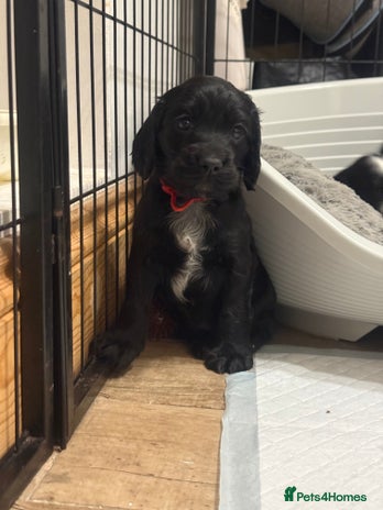 Cocker Spaniel dogs Working Cocker Spaniels - 3 Males Available - Advert 3