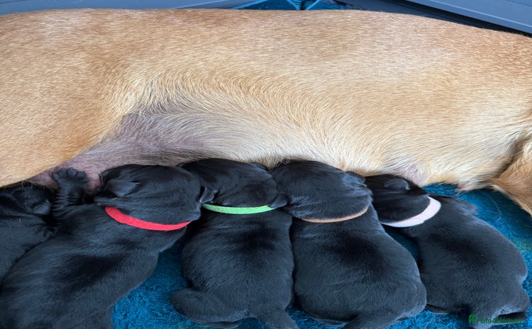 Labrador Retriever dogs - Advert 3