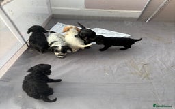 Cocker Spaniel dogs for sale: Show cocker spaniel puppies - Image 5