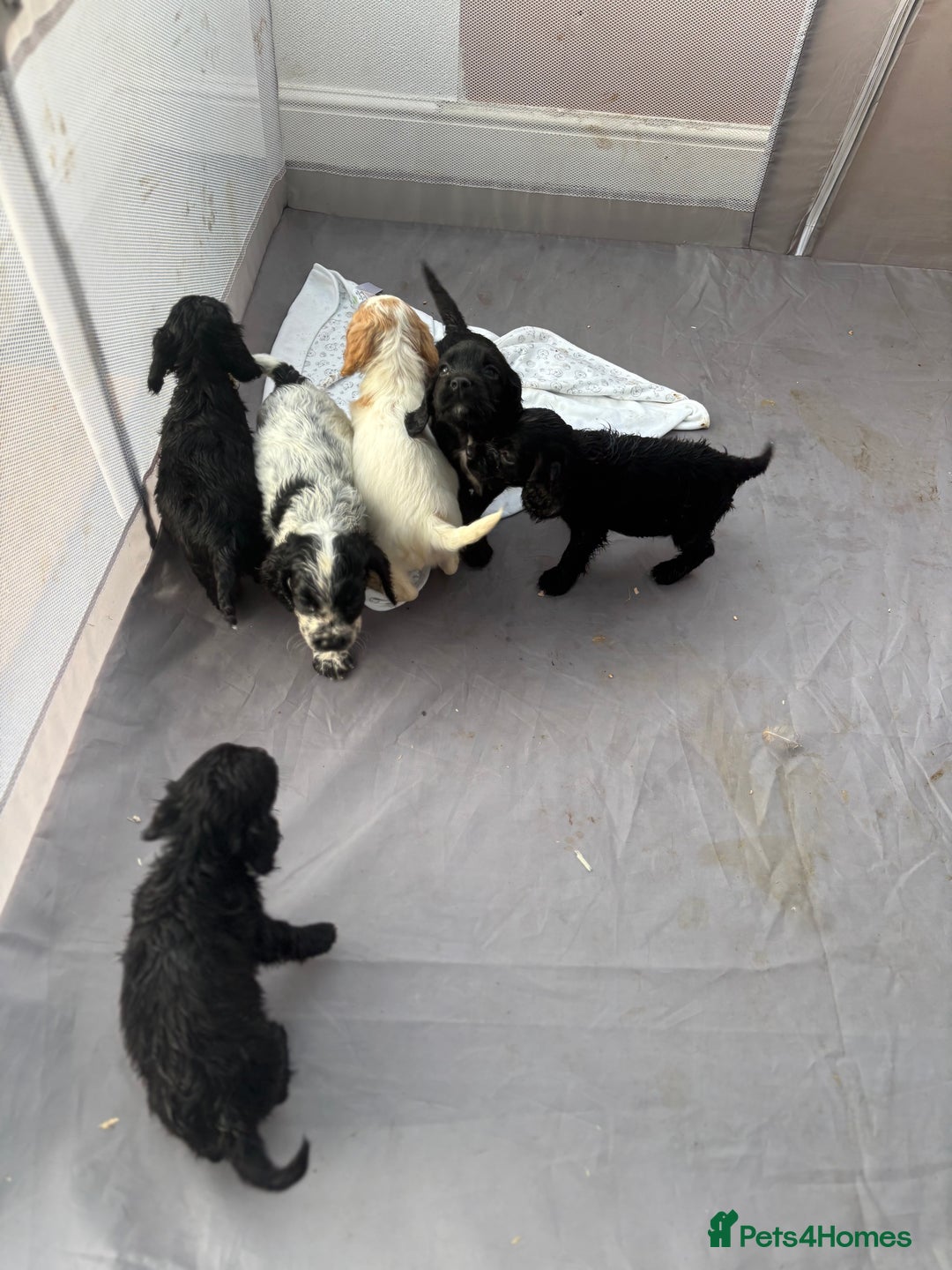 Cocker Spaniel dogs for sale: Show cocker spaniel puppies - Image 5