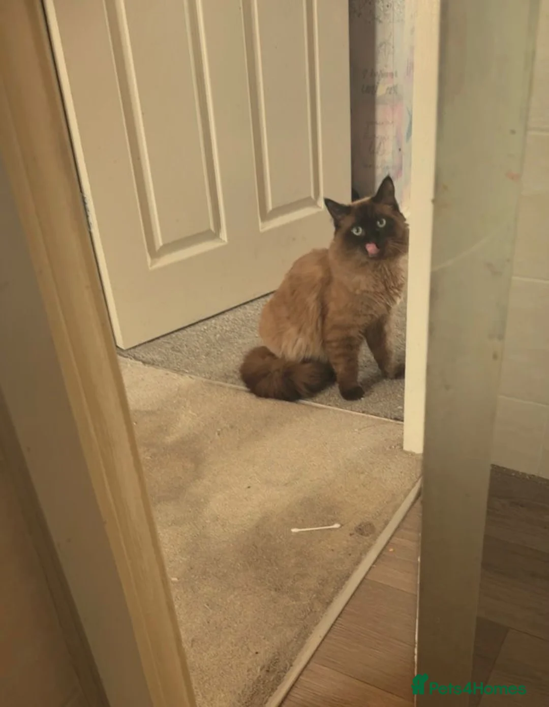 Ragdoll cats for sale: Beautiful male ragdoll for sale  - Advert 5