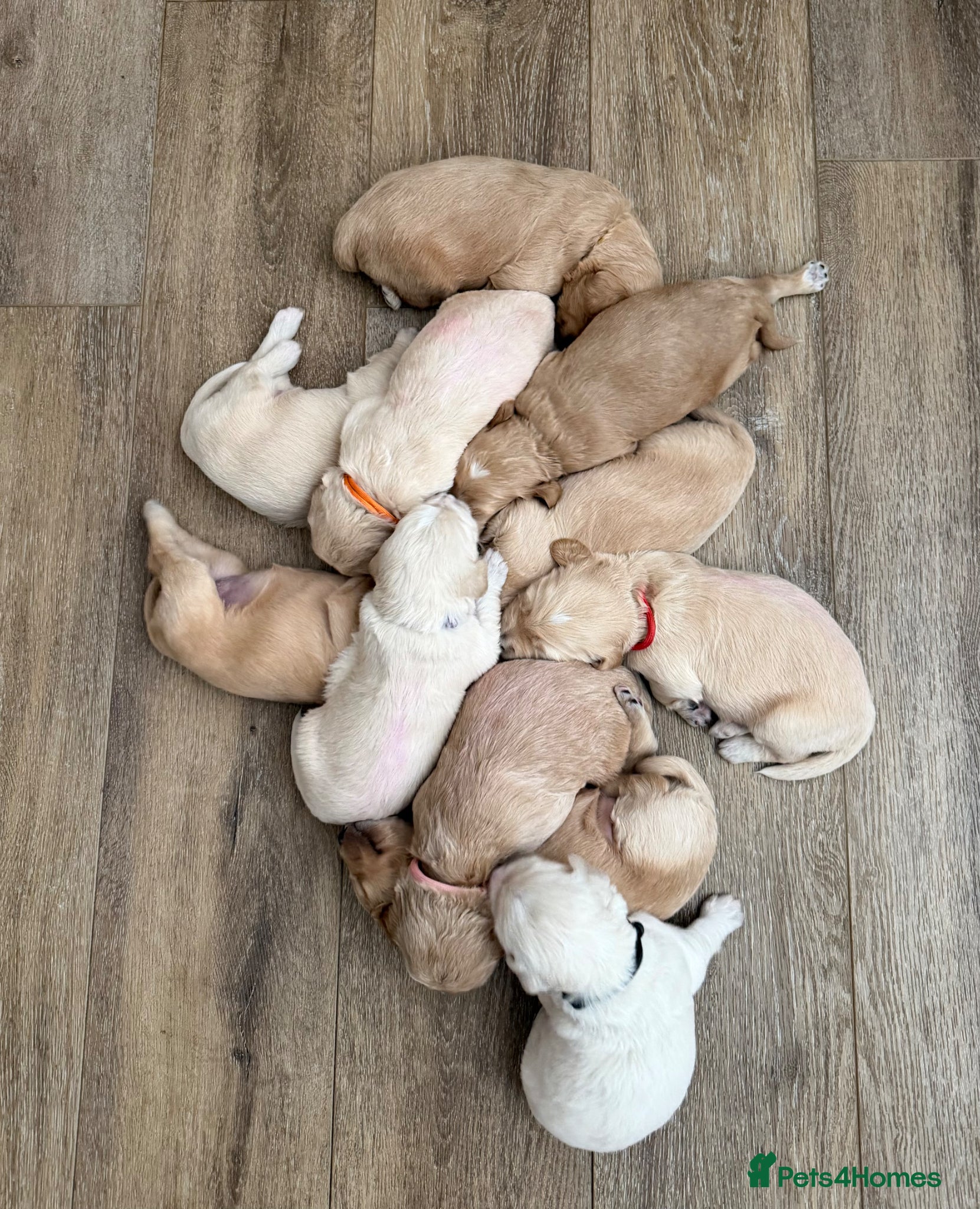 Mixed Breed dogs for sale: Quality Health Tested Goldendoodles - Advert 2