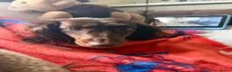 Dachshund dogs for sale: Beautiful dachshund  in Montrose - Advert 1