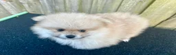 Pomeranian dogs for sale: Adorable, KC Registered Pomeranian Puppies in Colchester - Advert 9