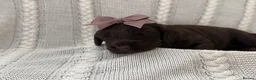 Cockapoo dogs for sale: Gorgeous F1 cockapoo puppies  - Advert 26