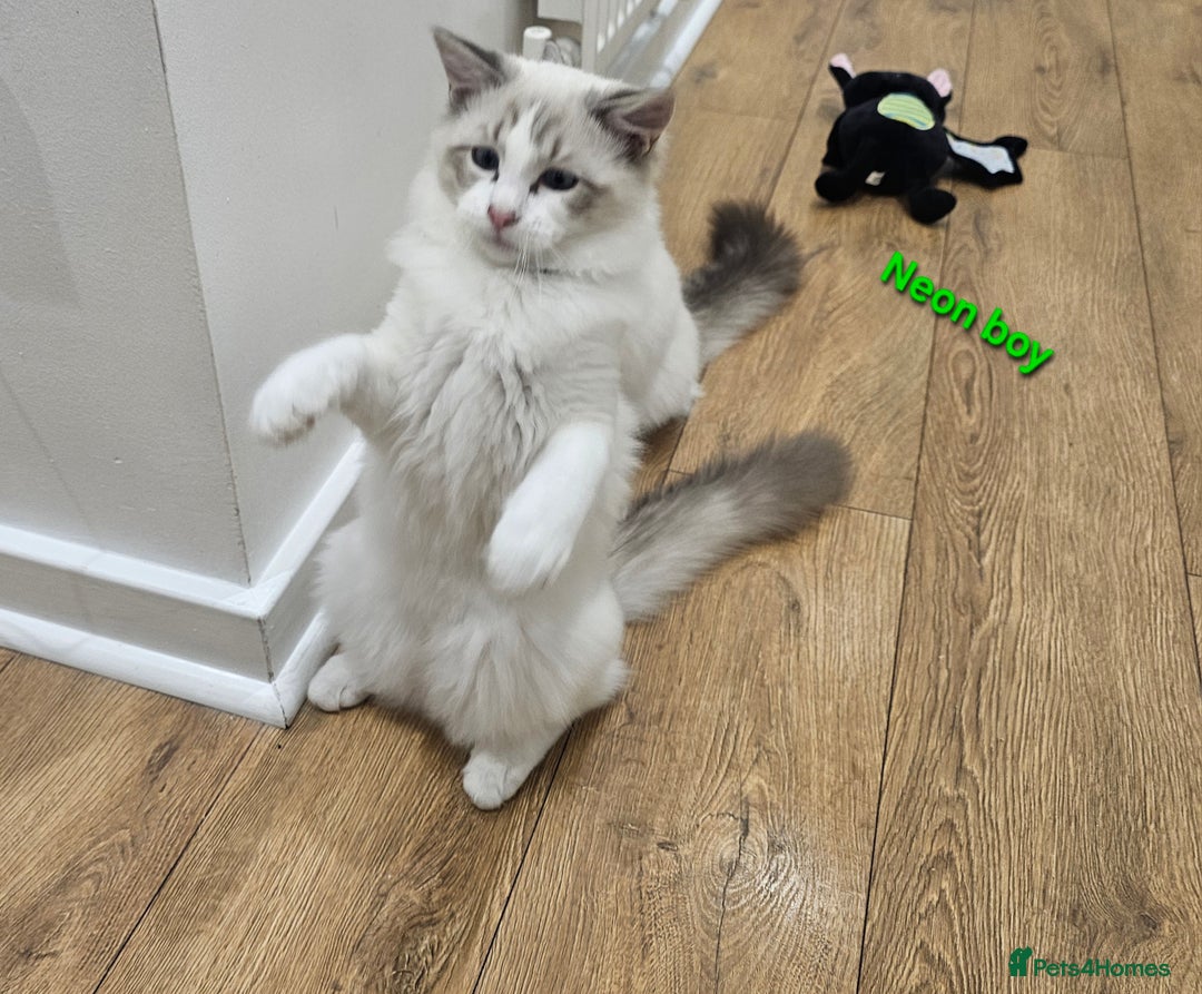 Ragdoll cats for sale: Pedegree Active Gccf 2 boys left  - Advert 30