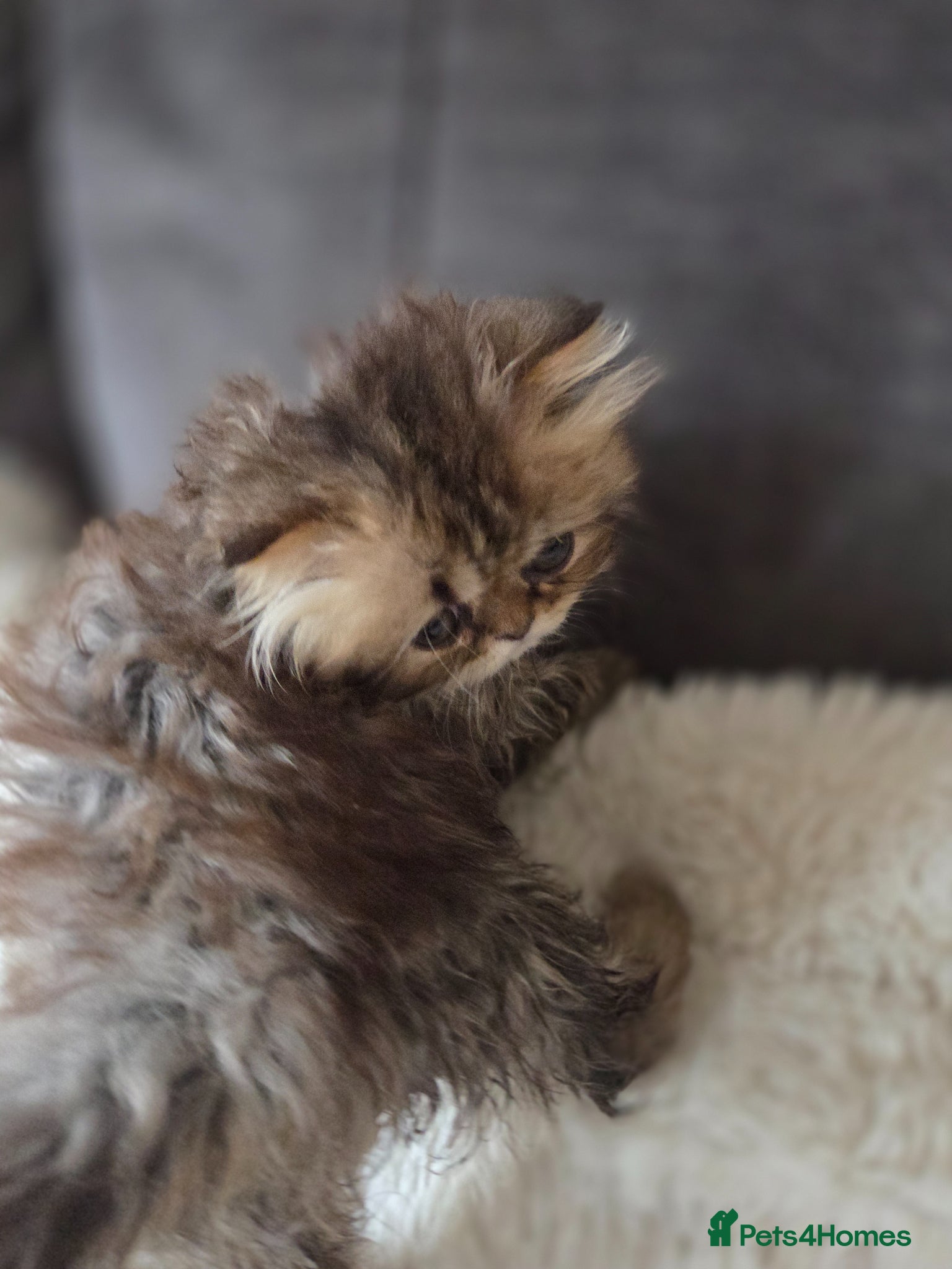 Persian cats for sale: Two Beautiful Persian male kittens  - Advert 9