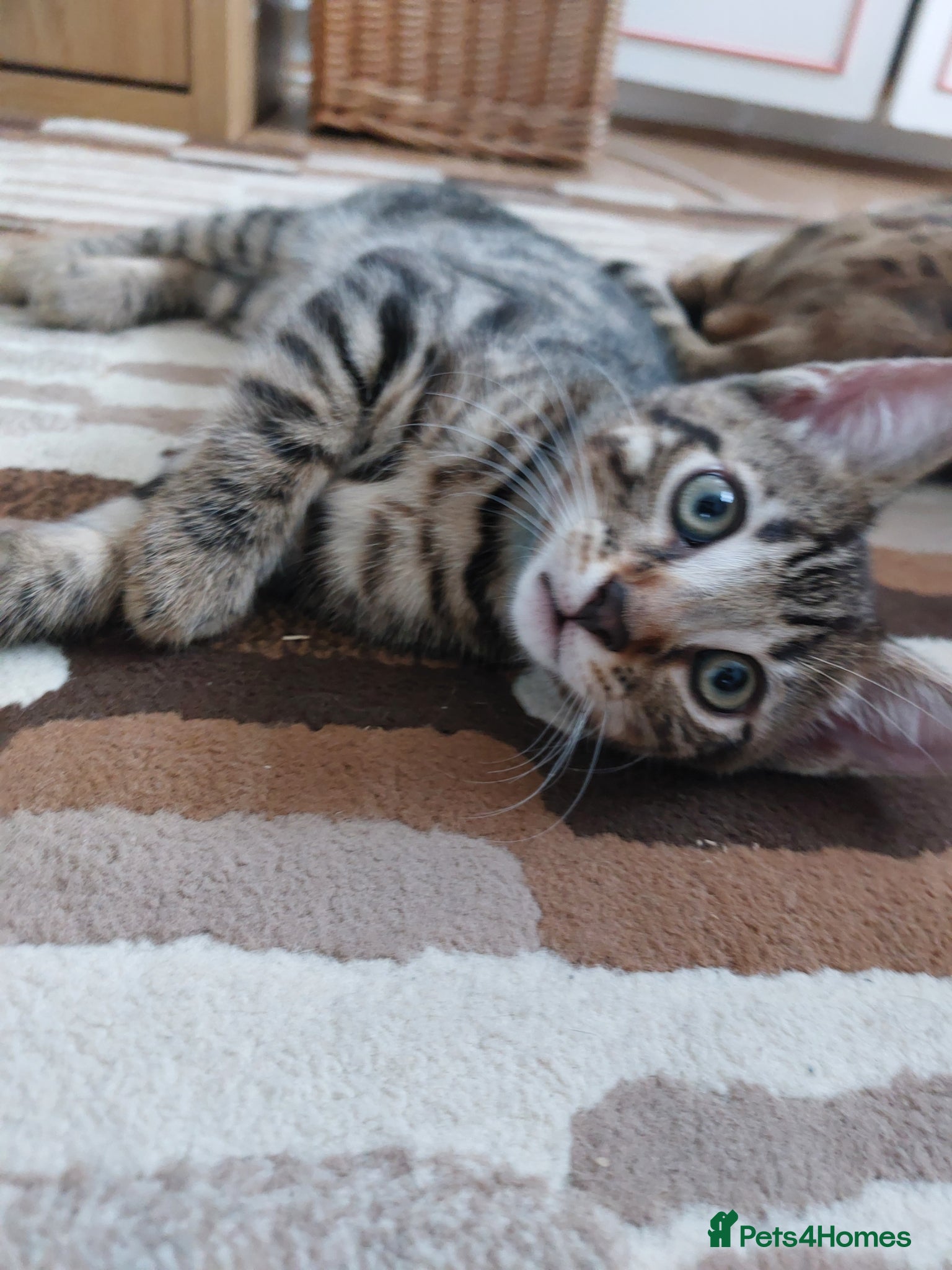 Mixed Breed cats for sale: X Bengal Kitten Mixed Tabby Boy - Advert 8