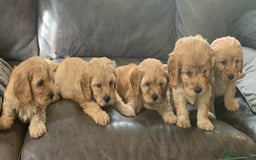 Cavapoo dogs for sale: Outstanding F1 Apricot Cavapoo puppies  - Image 24