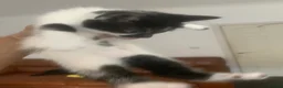 Domestic Shorthair cats for sale: Beautiful Black & Black/White Kittens Available in Colne - Advert 9