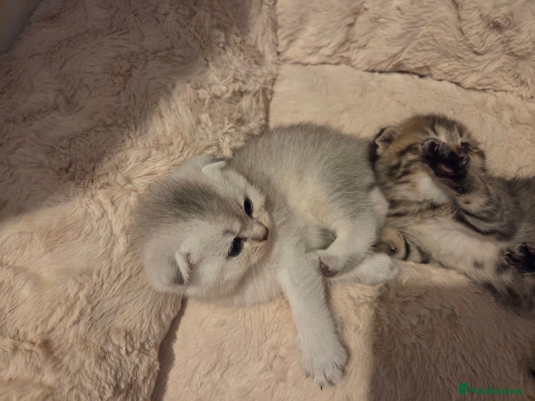 Scottish Fold cats for sale: Scottish folds - Image 17