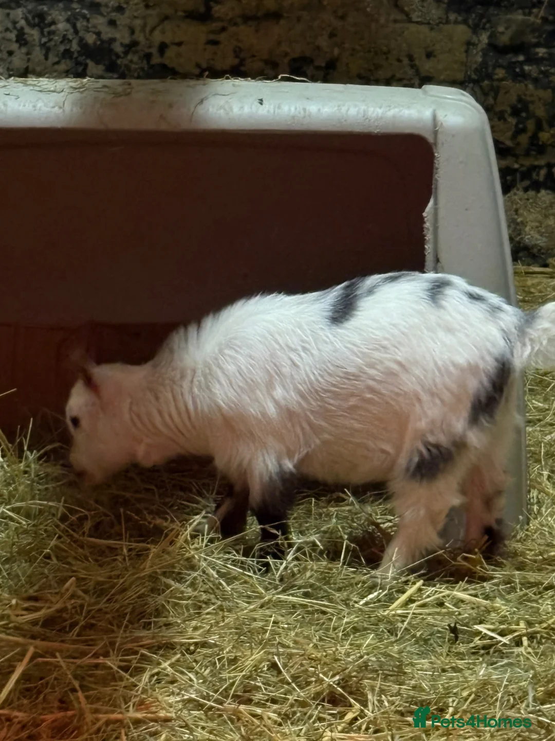 Goats livestock for sale: 2 Pygmy Goat Wethers - Advert 2