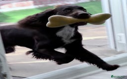 Sprocker dogs for stud: Stunning Cocker Spaniel Cross for Stud  - Image 12