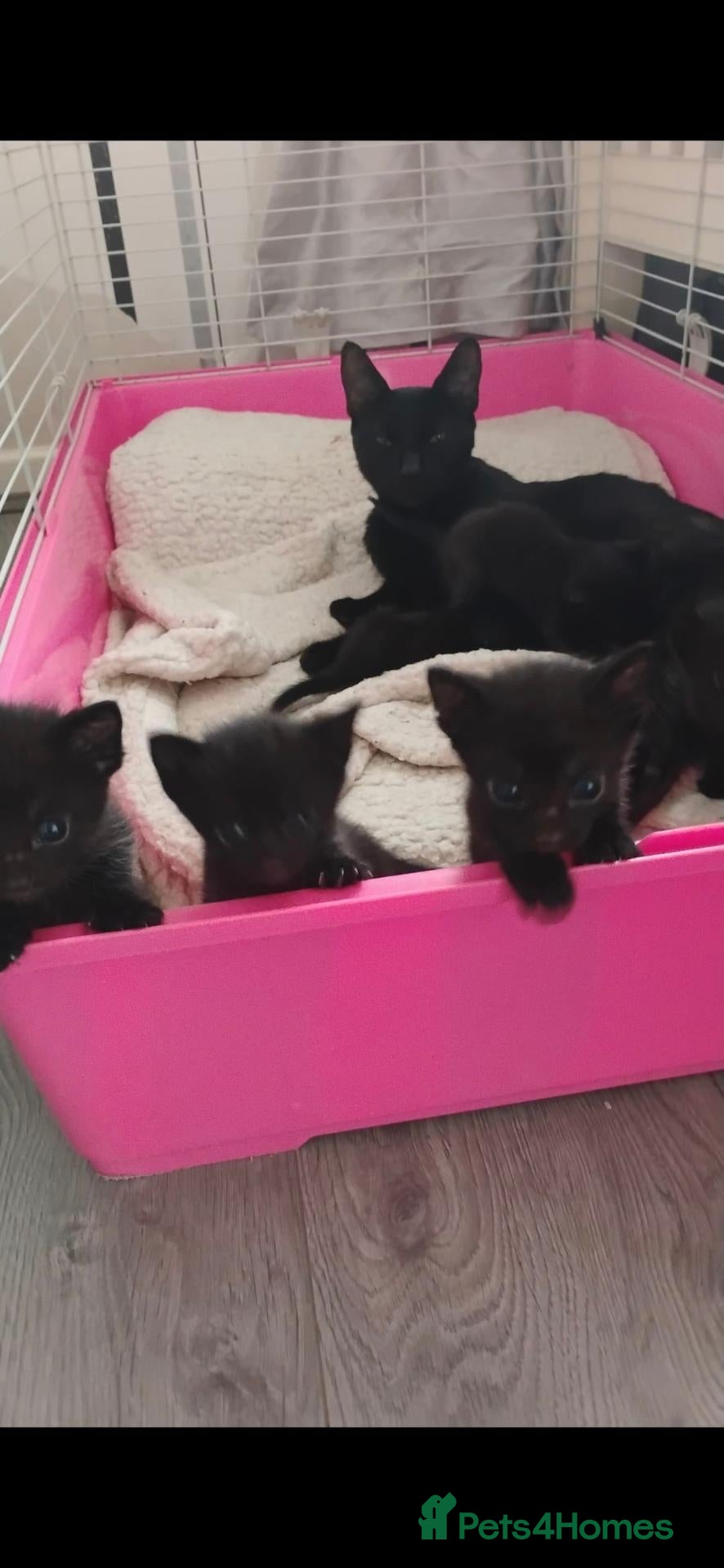 Mixed Breed cats Kittens  - Advert 6