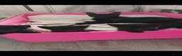 Mixed Breed cats for sale: Kittens  - Advert 1