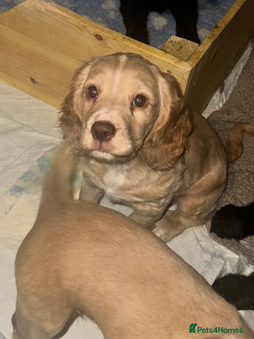 Cocker Spaniel dogs for sale: Working Cocker Spaniel Puppies - Advert 15