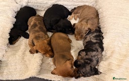 Miniature Dachshund dogs for sale: Quality Miniature Dachshund puppies - Advert 1