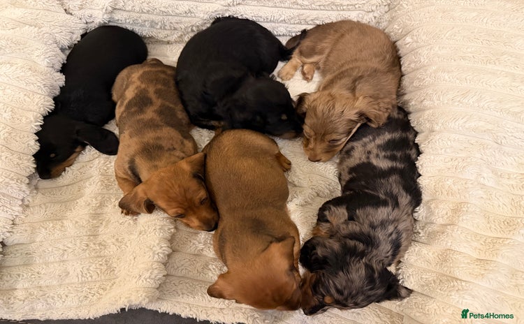 Miniature Dachshund dogs Quality Miniature Dachshund puppies - Advert 3