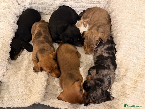 Miniature Dachshund dogs Quality Miniature Dachshund puppies - Advert 3