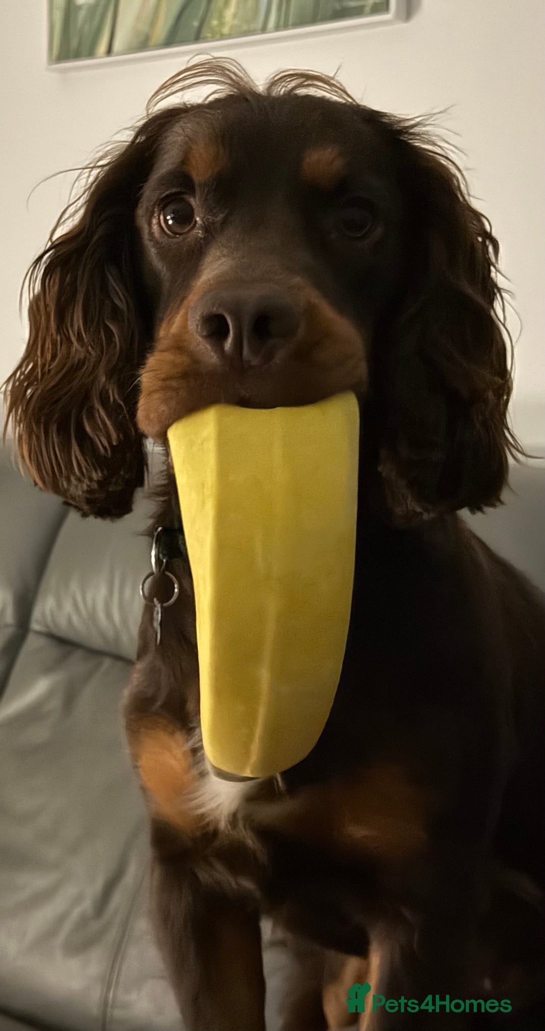 Cocker Spaniel dogs for sale: Beautiful Male Working Cocker Spaniel - Advert 4