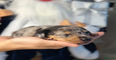 Miniature Dachshund dogs Ready to leave end of December🥰🐾 - Advert 7