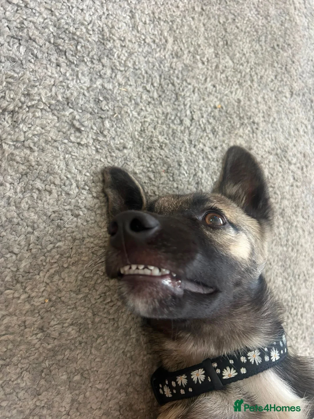 Mixed Breed dogs for adoption: Reuben 💙 in Weymouth - Advert 2
