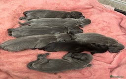 Staffordshire Bull Terrier dogs for sale: BEAUTIFUL STAFFORDSHIRE BULLTERRIER PUPPIES - Image 1