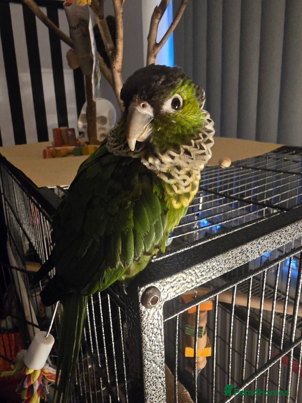 Conures birds Black capped conure - Advert 1