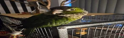 Conures birds for sale: Black capped conure - Advert 1