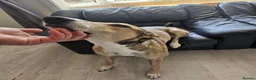 Mixed Breed dogs for sale: 2x greyhound/saluki cross, 6yr old, both male - Advert 2