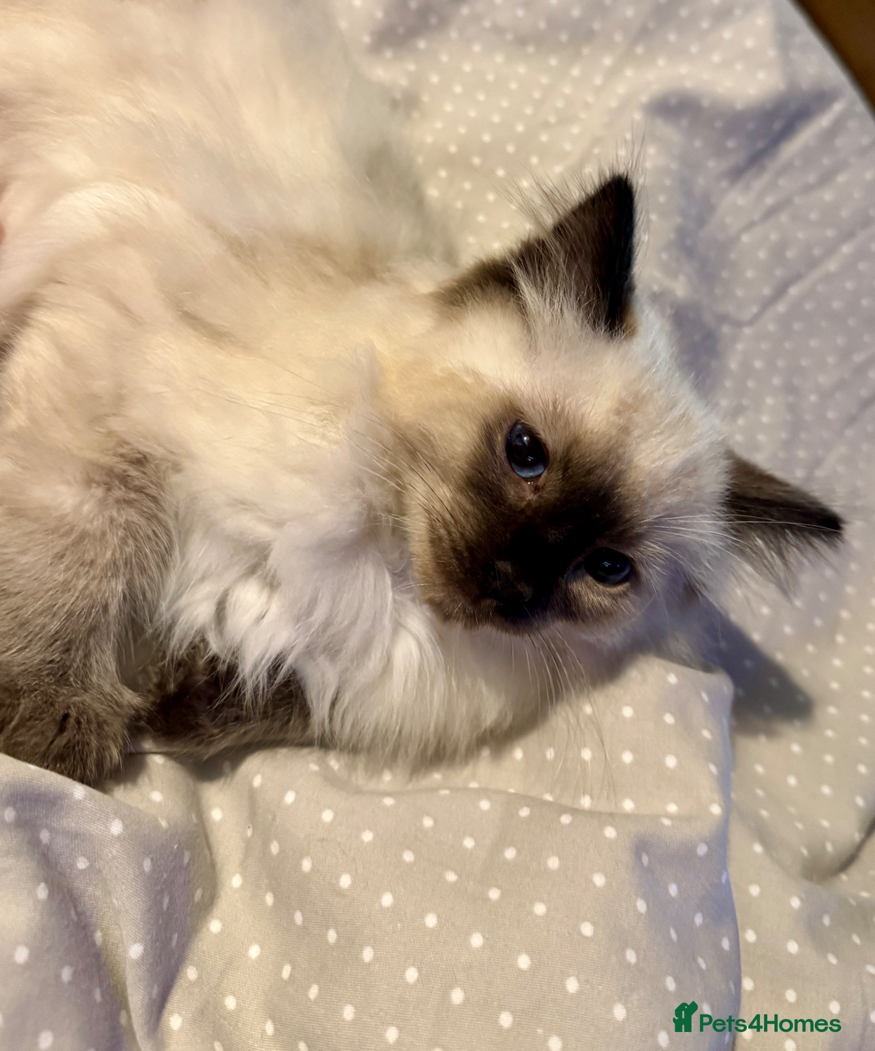 Ragdoll cats Beautiful Pure Ragdoll kittens vacs/mchipped  - Advert 2