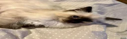 Ragdoll cats for sale: Beautiful Pure Ragdoll kittens vacs/mchipped  - Advert 2