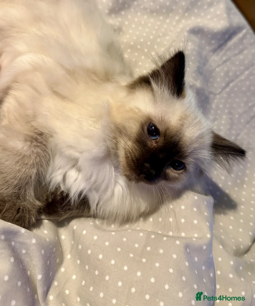 Ragdoll cats for sale: Beautiful Pure Ragdoll kittens vacs/mchipped  - Advert 2