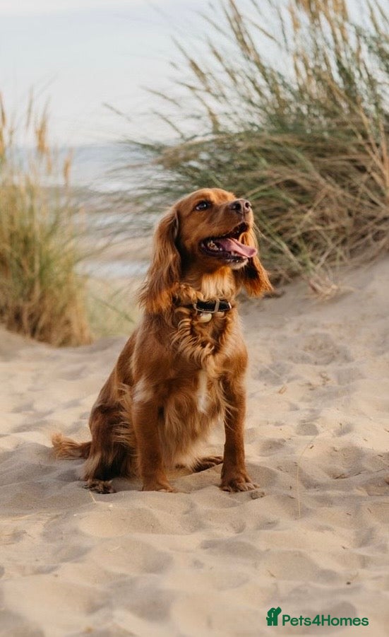 Cocker Spaniel dogs Red Working Cocker Spaniels  - Advert 3