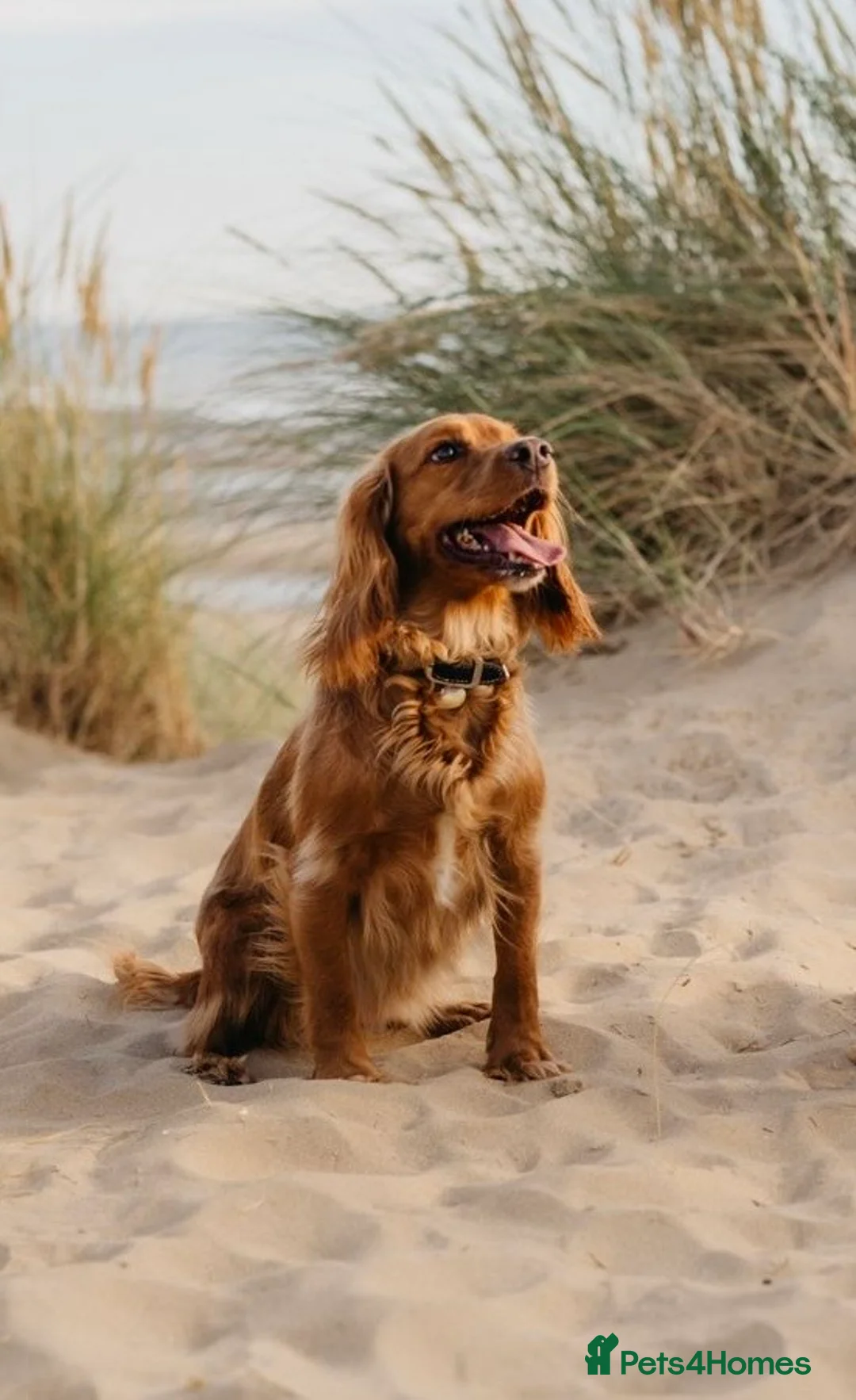 Cocker Spaniel dogs for sale: Red Working Cocker Spaniels  in Hailsham - Advert 1